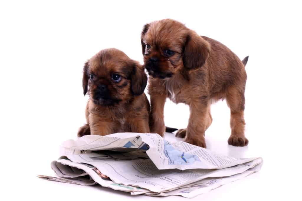 zwei Welpen lesen Zeitung